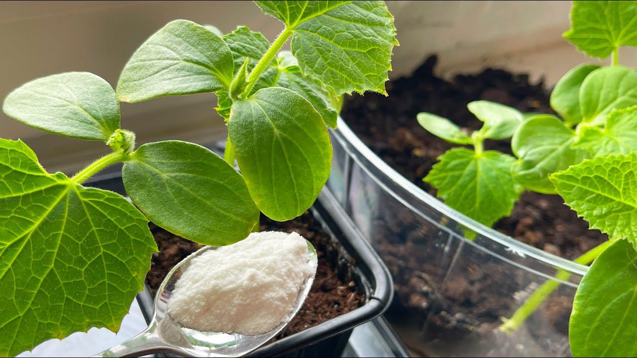 Даже ДОХЛЫЕ И ХИЛЫЕ ОГУРЦЫ вмиг пойдут В РОСТ и не будут болеть, дадут большой урожай смотреть онлайн