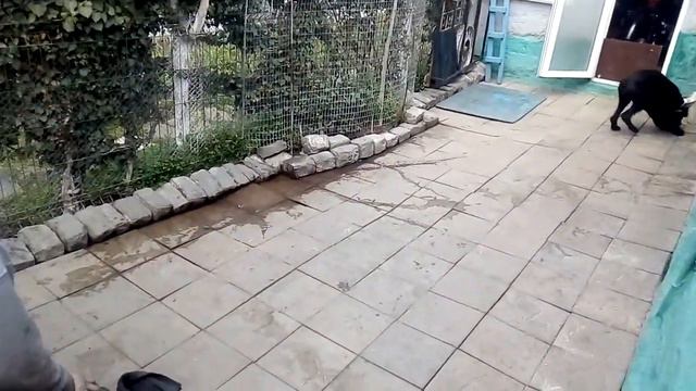 п-к Роман-Кош.14.04.21г. Цирцея, Пуля подноска разных предметов 6мес. дочь Роман-Кош Урсола и Флори