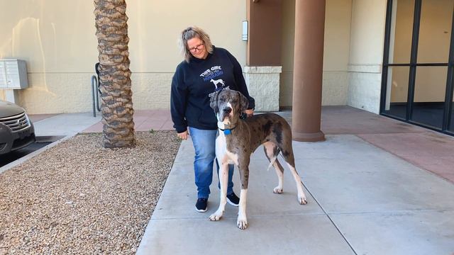 1.6yo Great Dane Odie’s Testimonial ~ Best Great Dane Trainers ~ Off Leash K9 Training Phoenix смотреть онлайн