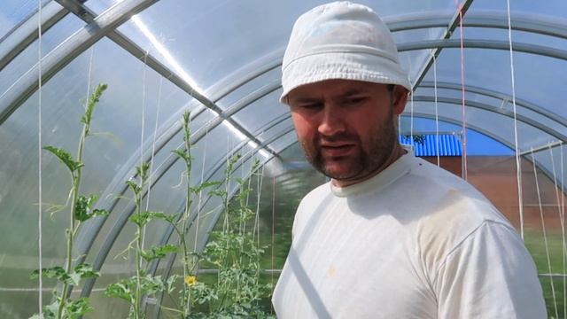 ВЫРАЩИВАНИЕ АРБУЗОВ и ДЫНЬ!! ОПЫЛЕНИЕ/ФОРМИРОВКА/ПРИЩИПКА!! Московская область 2019 смотреть онлайн