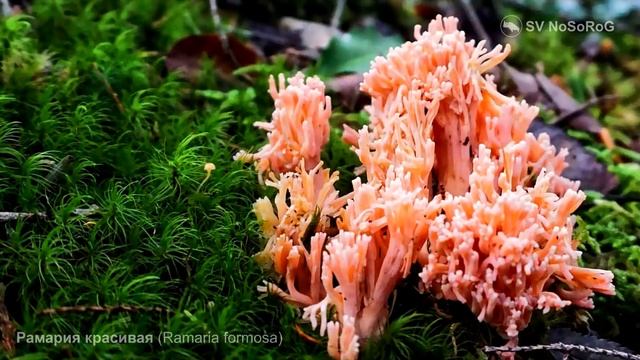 Рамария красивая (Ramaria Formosa)