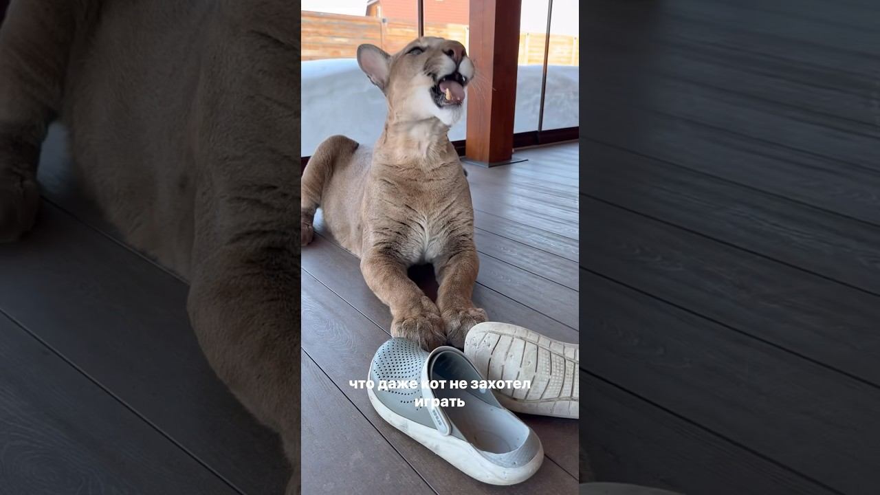 Реакция пумы на грязные вещи! смотреть онлайн