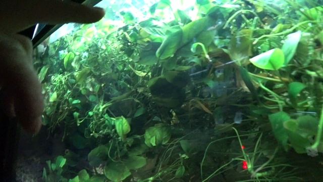 Пермский акватеррариум. Кринжово местечко. 1 ч. смотреть онлайн