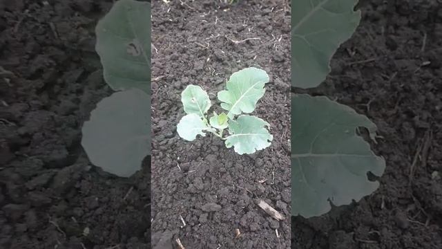 #Аллелопатия Как спасала капусту от/ крестоцветной блошки смотреть онлайн