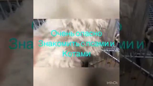 5 МИНУСОВ ШИНШИЛЛ(^_-) ВСЯ ПРАВДА | ШИНШИЛЛЫ | МИНУСЫ СОДЕРЖАНИЯ♡ | ШИНШИЛЛА смотреть онлайн