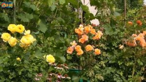 Плетистые розы в ландшафтном дизайне дачи. Основные принципы украшения участка.