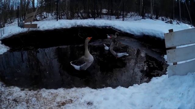 Гуси 30 04 19 Серые Большие смотреть онлайн