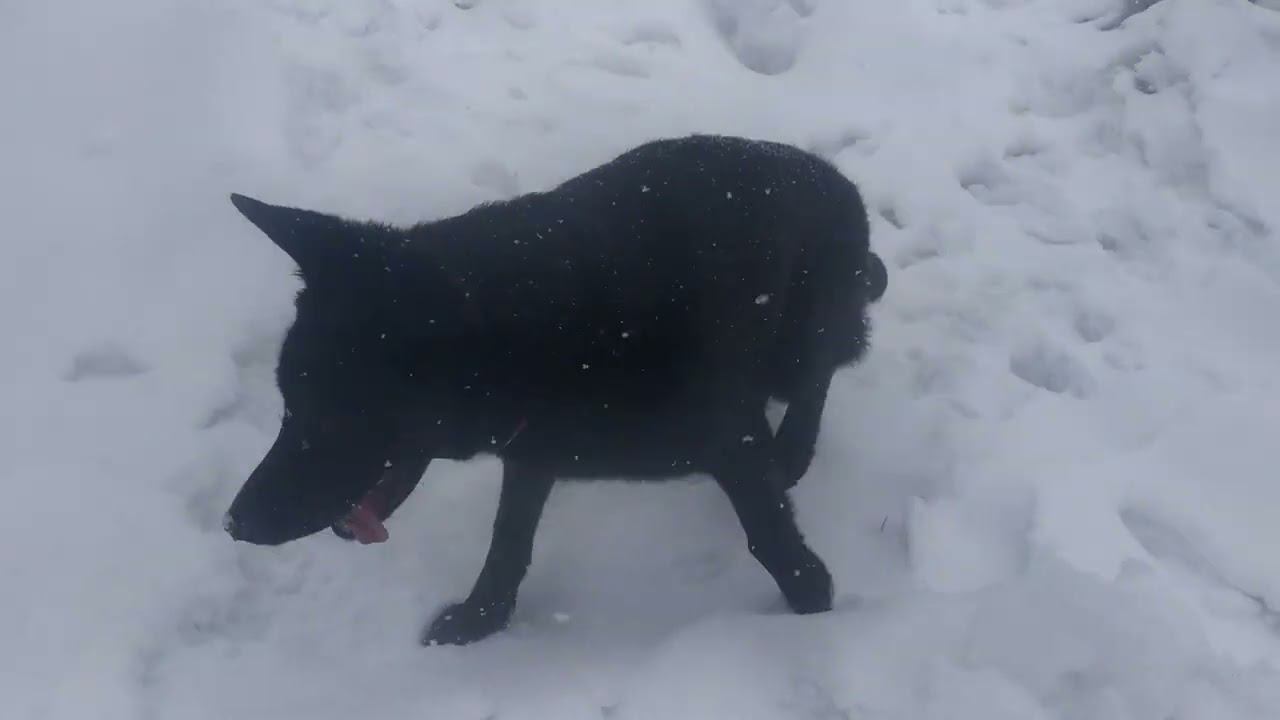 ВЕО черная Восточно Европейская Овчарка 29 смотреть онлайн