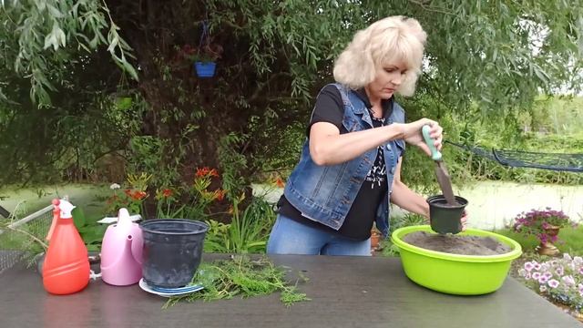 МОЖЖЕВЕЛЬНИК. Размножение можжевельника черенками смотреть онлайн