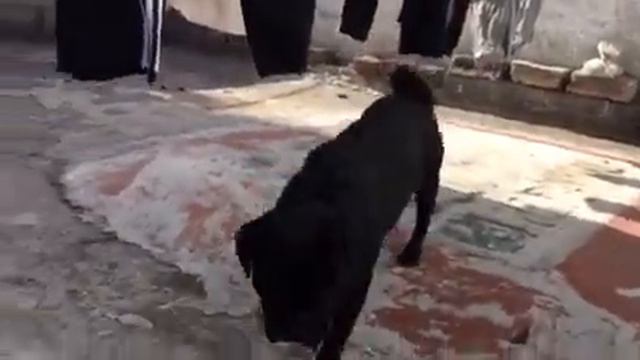 Soy Bongo el negro смотреть онлайн
