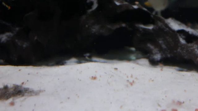 Wild Apistogramma panduro pair with fry смотреть онлайн