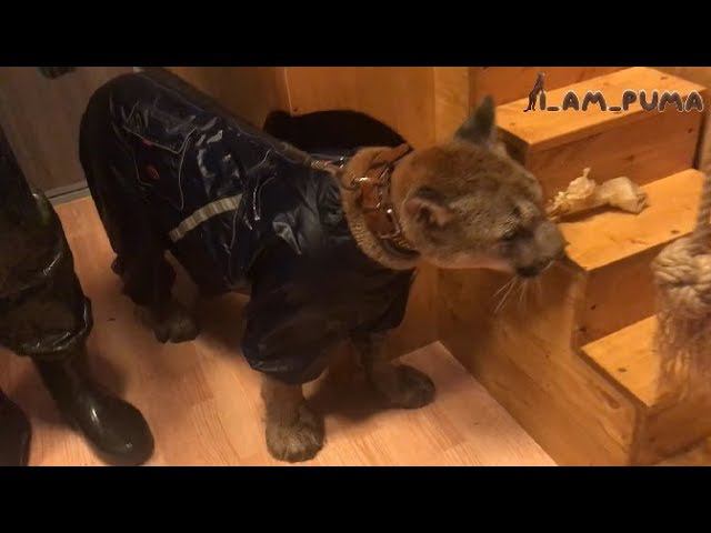 Сборы пумы Месси на прогулку. Puma Messi Is Going For A Walk In The Rain