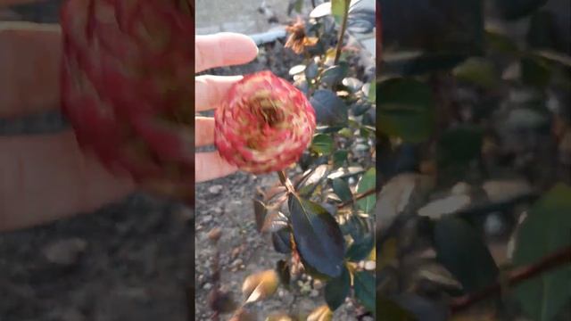 Розы упрямицы ,1 декабря 2022. смотреть онлайн