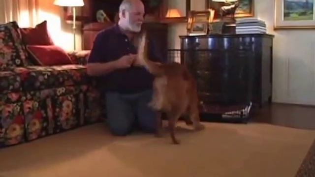 DOG / Как приучить к будке или клетке смотреть онлайн