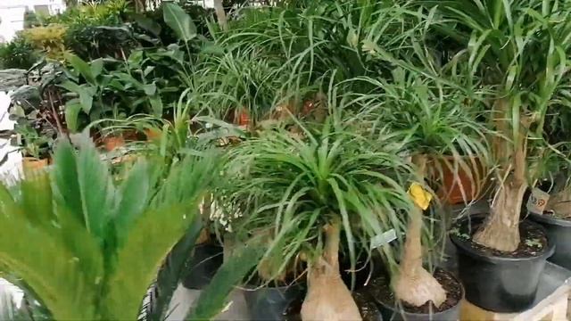 ОРАНЖЕРЕЯ ТВОЙ ДОМ. ОГРОМНЫЙ АССОРТИМЕНТ РАСТЕНИЙ. смотреть онлайн