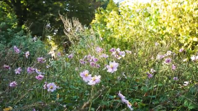 Tanuko's Vlog. Autumn In Sweden Found In A Student Town.