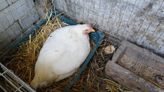 Наседка мини мясная В66 смотреть онлайн