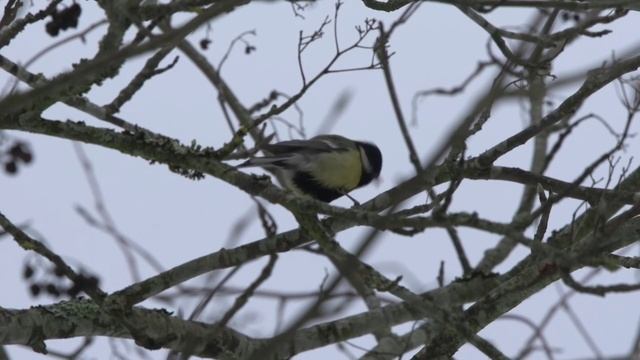 Синичкин день смотреть онлайн