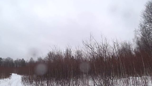 Заяц вышел прямо под ноги охотнику! Охота на зайца с Русскими гончими. смотреть онлайн