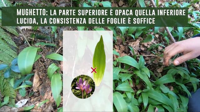 AGLIO ORSINO, RACCOLTA e RICETTA per fare il pesto смотреть онлайн