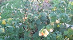 МАЛИНА ЗОЛОТОЙ ГИГАНТ.   ЯГОДЫ В НАШЕМ САДУ .