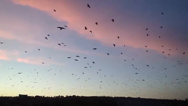 вороны смотреть онлайн