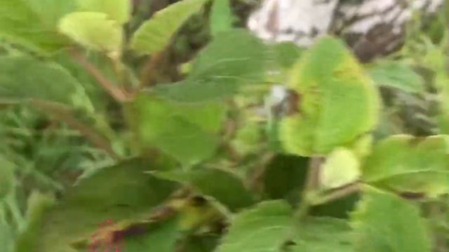 Гортензия эксклюзив древовидная mini mauvette Маувейт мини!!!?хит 2020 смотреть онлайн