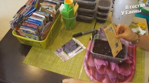 СЕЕМ ГЕЛИОТРОП. В ЧЕМ СЕКРЕТ. ОШИБКИ ПРИ ПОСЕВЕ. РАССАДА 2019. часть 2