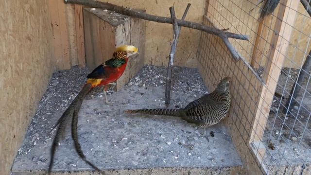 Фазаны зимой 2020 Сызрань смотреть онлайн