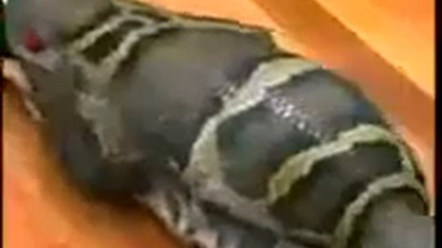 Питон сьел девочку видео жесть смотреть онлайн