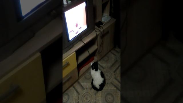 Кот смотрит телевизор смотреть онлайн