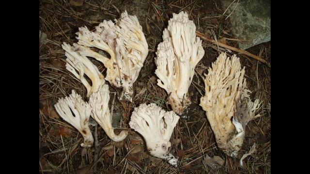 Ramaria pallida смотреть онлайн