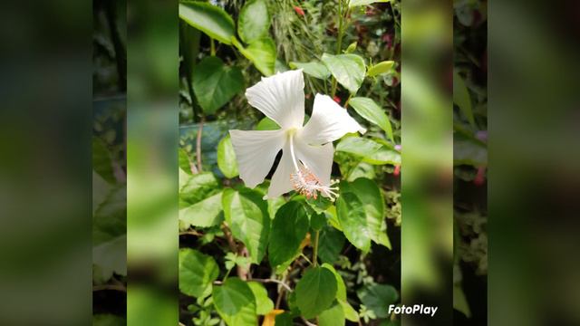 Hibiscus collection of my Garden смотреть онлайн