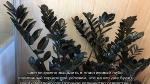 Замиокулькас — уход в домашних  условиях