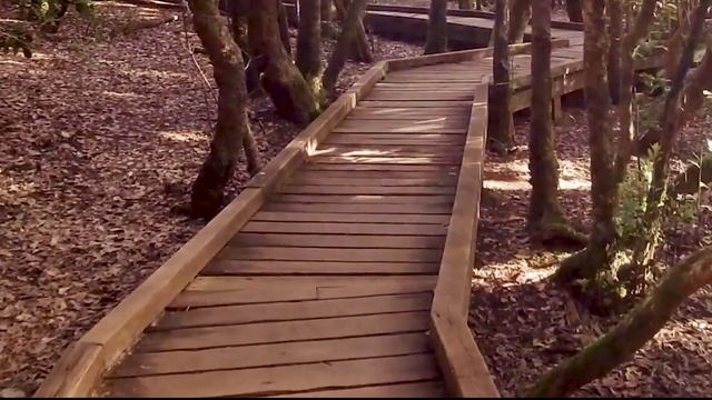 Осенняя зарисовка в лесу передает красоту и спокойствие этого времени года. смотреть онлайн