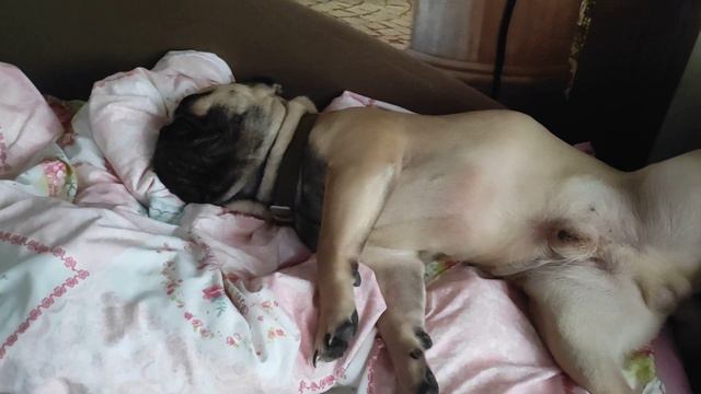 Солдат спит, служба идёт #французик #смешноевидио #моясобачка #французскийбульдог смотреть онлайн