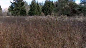 Сажаю боярышник ягодами и семенами.