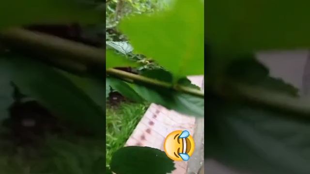 Войлочная вишня?... урожай не очень...Почему ❓#вишня #надаче #ягода смотреть онлайн