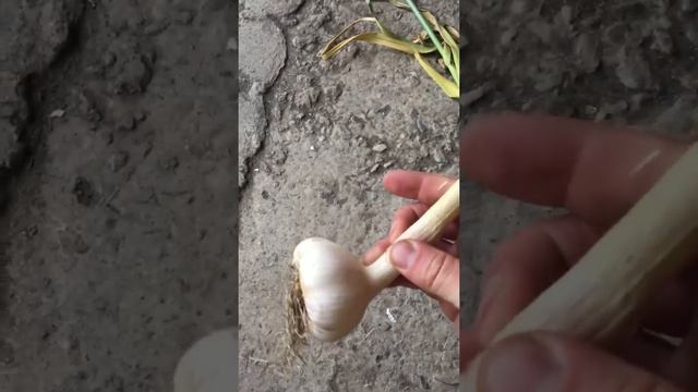 Товарный вид чеснока смотреть онлайн