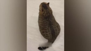 СМЕШНЫЕ КОШКИ  И СОБАКИ 2023|СМЕШНЫЕ ЖИВОТНЫЕ 2023|ЛУЧШИЕ ПРИКОЛЫ С КОТАМИ