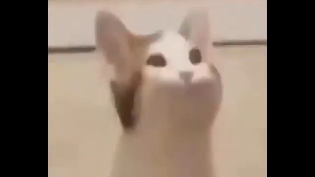 Pop Cat попкает на протяжении 25 минут