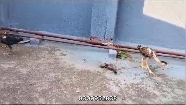 Aseel chicks and java adult male for sale in hyderabad at reasonable price || my number 8367466202 смотреть онлайн