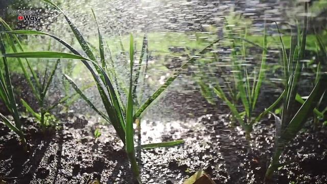 ГОЛОВКА ЧЕСНОКА БУДЕТ С КУЛАК ЕСЛИ ВНЕСТИ ЭТОТ РАСТВОР ПОД ЧЕСНОК. Подкормка и уход за чесноком! смотреть онлайн