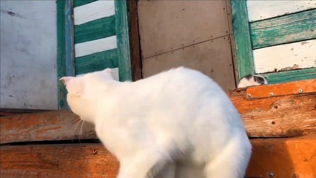 Милый котёнок бегает на улице под присмотром своей глухой мамы