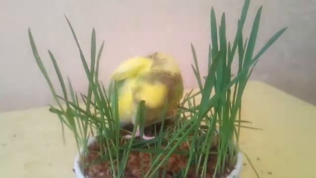 Зелёная поросль для волнистика! смотреть онлайн