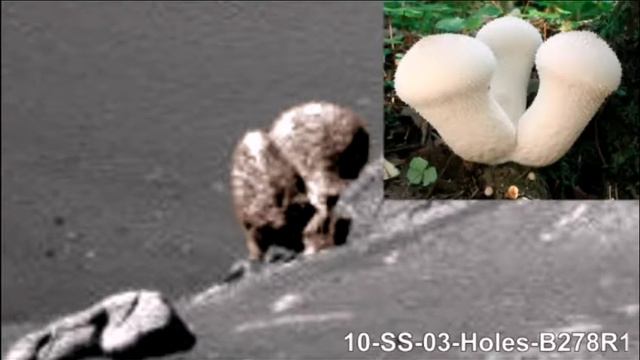 Curiosity 2015 • 480 • 1