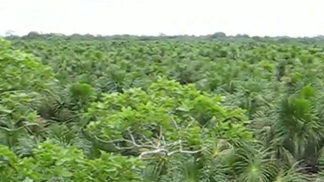 Джунгли в Пуэрто-Мальдонадо, Перу, октябрь 2008 года смотреть онлайн