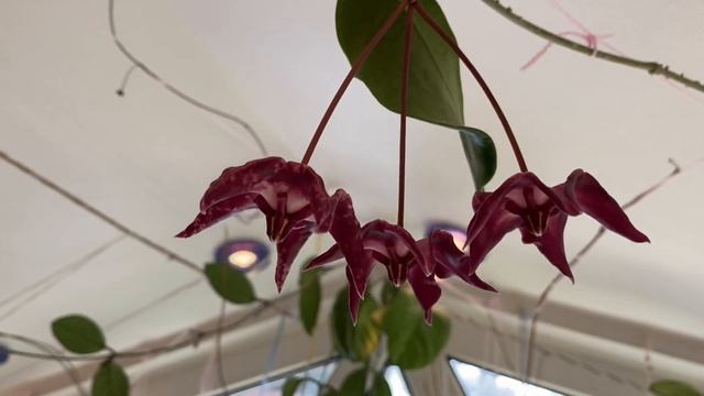 Цветение хойи онихоидес ( Hoya Onychoides смотреть онлайн