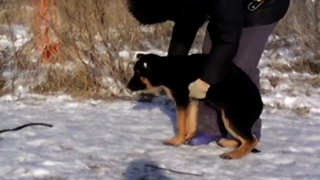 Щенки от Kronos von Nurburgring и Эвридики с Логойского Тракта:рождение 17.10.2014 года смотреть онлайн