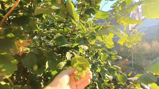 Фундук, привитый на медвежий орех в жестких условиях приазовской степи. Мариуполь 02.09.2022 смотреть онлайн